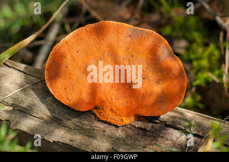 Pycnoporus Coccineus, Scarlet Halterung Pilz, Bałuk Willam Reserve, South Belgrave, Victoria, Australien Stockfoto