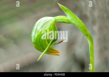 Pterostylis Nutans, nickte Pterostylis Orchidee, Bałuk Willam Reserve, South Belgrave, Victoria, Australien Stockfoto