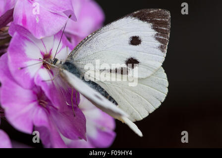 Kleiner weißer Schmetterling, Pieris rapae Stockfoto