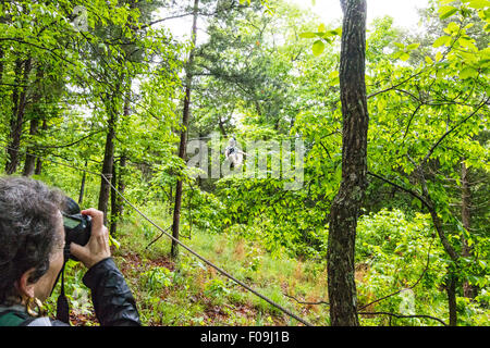 Zipline Abenteuer in Branson Zipline Canopy Tours in Branson, Missouri. Stockfoto