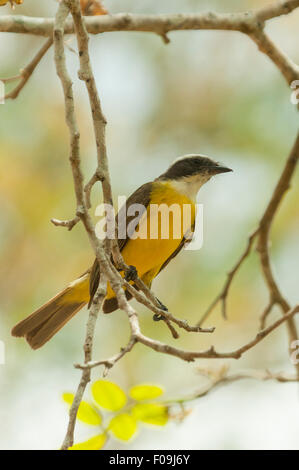 Myiozetetes Similis, Social Flycatcher in Uxmal, Mexiko Stockfoto