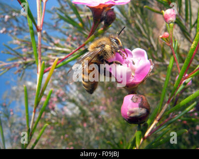 Europäische Honigbiene (Apis Mellifera) bestäuben australischen einheimische Blumen, Geraldton Wachs (Chamelaucium Uncinatum) Stockfoto