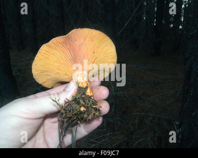 Wilde Safran Milkcap oder Kiefer Pilz (Lactorius Deliciosus) gesammelt in Pinienwald auf der Fleurieu-Halbinsel, South Australia Stockfoto