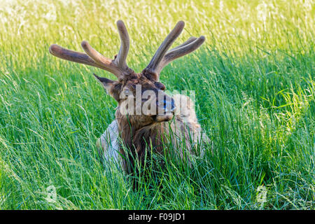 Nahaufnahme von Whitetail Deer in hohe Gräser in Mittelamerika. Es ist Frühling und es ist seinen Wintermantel vergießen... Stockfoto
