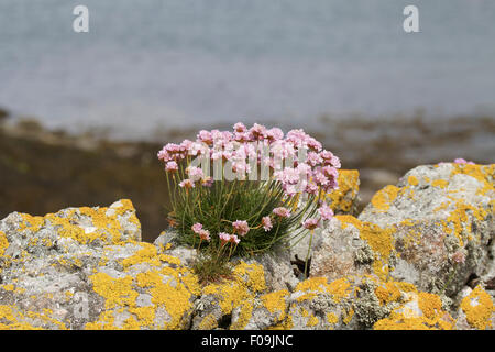 Sparsamkeit auf Flechten bedeckt Felsen entlang der Küste wächst. Rhosneigr, Anglesey Wales Stockfoto