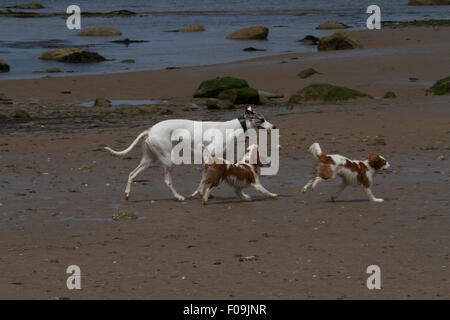 Drei Hunde am Strand spielen. Wales UK Stockfoto