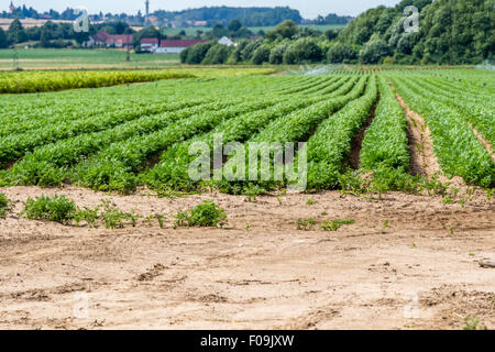 Pflanzlicher Bereich auf dem Lande Stockfoto