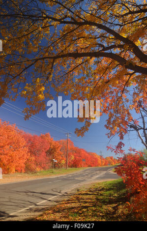 Spektakuläre Herbstlaub entlang der Straße nach Canowindra, zentrale New South Wales, Australien Stockfoto