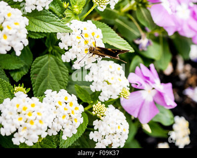 Draufsicht der Silver-spotted Skipper Epargyreus Clarus Fütterung auf weißen Lantana Stockfoto