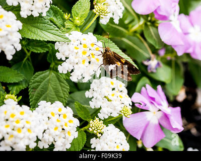 Silber-spotted Skipper Epargyreus Clarus Fütterung auf weißen Lantana Stockfoto