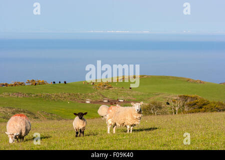 Schafe, Schaf und schwarz konfrontiert Lamm im Exmoor National Park, Somerset, Vereinigtes Königreich Stockfoto