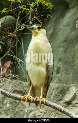 Nycticorax Nycticorax, schwarz-gekrönter Nachtreiher im Sumidero Canyon, Tuxtla Gutierrez, Mexiko Stockfoto