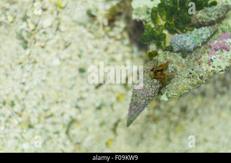 Einsiedlerkrebs in Gastropode Shell auf dem Felsen Stockfoto