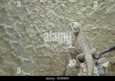 Pogona Bearded Dragon Eidechse auf Felsen sitzend Stockfoto