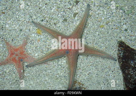 Zwei Astropecten Aranciacus Seestern auf Kies Meeresboden Stockfoto