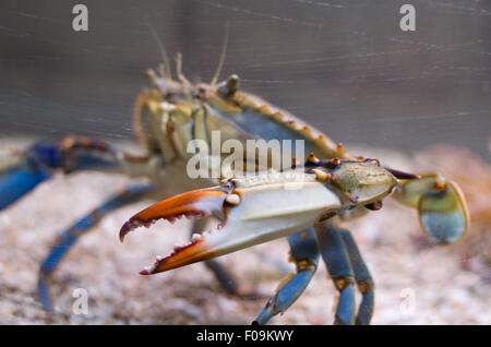 Atlantic Blue Crab mit Orange Zange Seite Closeup und Aquarium Glas zerkratzt Stockfoto