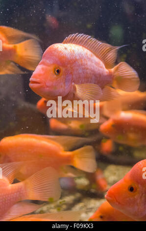 Schule des südamerikanischen Orange Amphilophus Citrinellus Fische Stockfoto