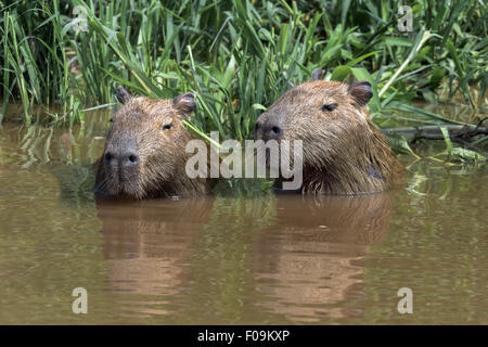 Capybara paar Abkühlung im Rio Cuiabá, Pantanal, Brasilien Stockfoto