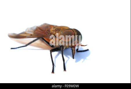 Makroaufnahme einer Fliege isoliert auf weiss Stockfoto