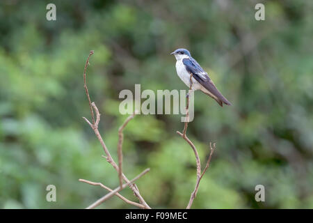 Blau-weiß Schwalbe (Notiochelidon Cyanoleuca), Rio Cuiabá, Pantanal, Brasilien Stockfoto