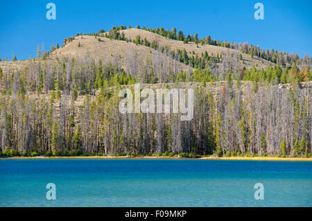 Seeli Rotbarsch, Sawtooth National Recreation Area, Idaho Stockfoto