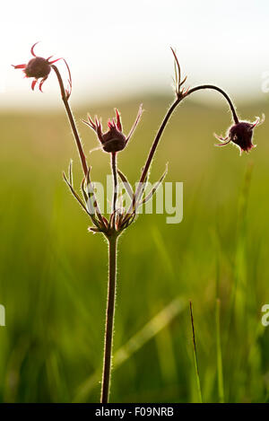 Prairie Rauch Blume Zumwalt Prairie zu bewahren, Oregon. Stockfoto