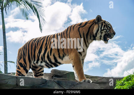 Riesige Tiger steht auf einem Felsen an einem heißen, sonnigen Tag Stockfoto