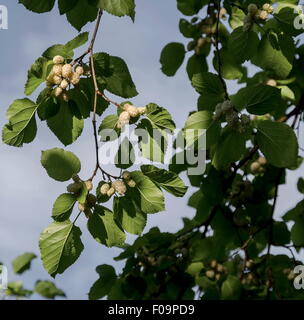 Frischen Ast mit Maulbeere Frucht, Sofia, Bulgarien Stockfoto