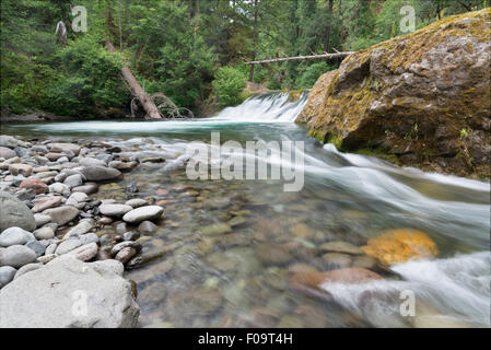 Salmon Creek Falls, Willamette National Forest, Oregon. Stockfoto