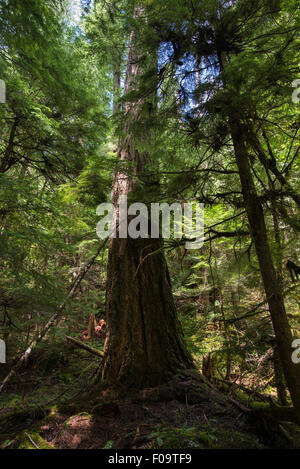 Großer Baum in einem alten Wald entlang der Middle Fork Willamette River, Oregon. Stockfoto