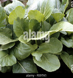 Asia-Salat; Mizuna früh Stockfoto