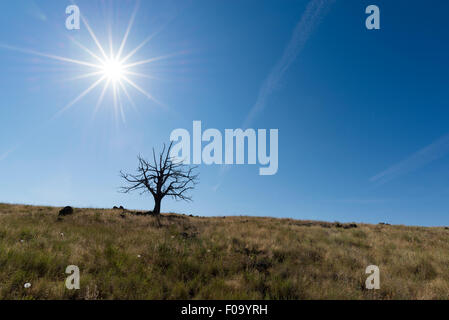 Wacholder im Grünland, Long Valley, Oregon. Stockfoto