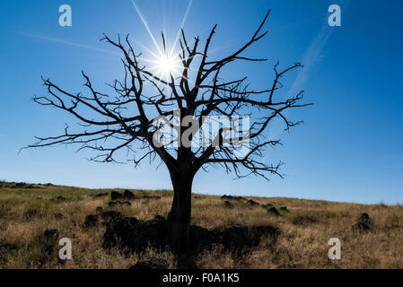 Sonne und Silhouette Wacholder in Grünland, Long Valley, Oregon. Stockfoto