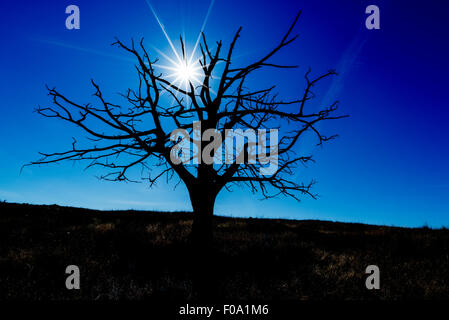 Sonne und Silhouette Wacholder in Grünland, Long Valley, Oregon. Stockfoto