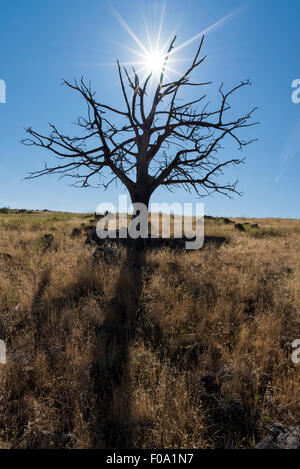 Sonne und Silhouette Wacholder in Grünland, Long Valley, Oregon. Stockfoto