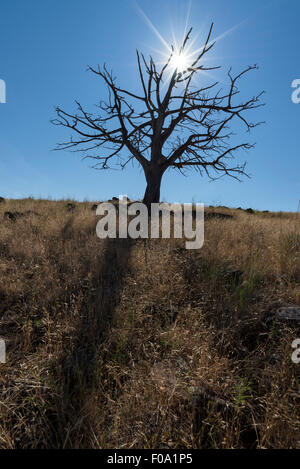 Sonne und Silhouette Wacholder in Grünland, Long Valley, Oregon. Stockfoto