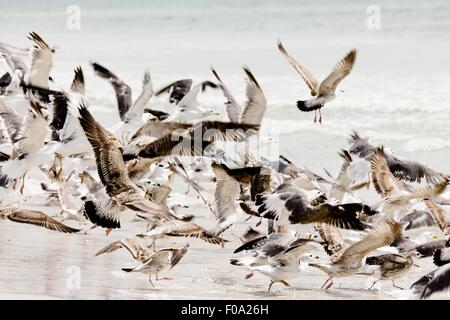 Möwen am Strand von Maghsail Bay in Salalah, Dhofar, Oman Stockfoto