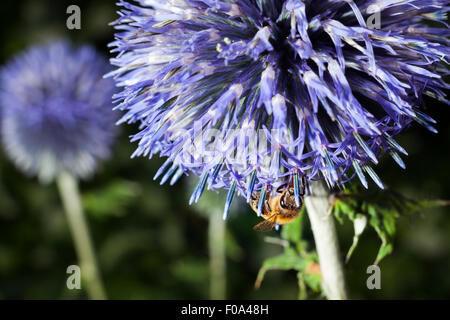 Nahaufnahme von Biene auf lila Distel oder Echinops bannaticus Stockfoto