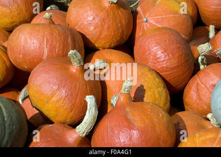 Hokkaidokuerbis, Cucurbita, Stockfoto