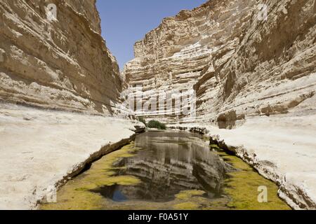 Blick auf Ein Avdat und stilles Wasser im En Avdat Nationalpark Negev, Israel Stockfoto