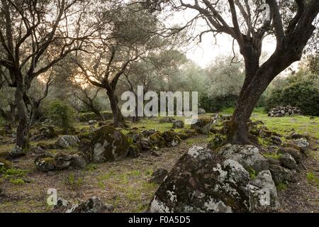 Steinmauer von Santa Cristina heilig gut in Paulilatino, Oristano, Sardinien, Italien Stockfoto