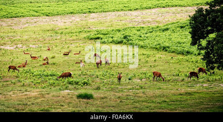 Rehe grasen in Bradgate Park, Leicestershire, England Stockfoto