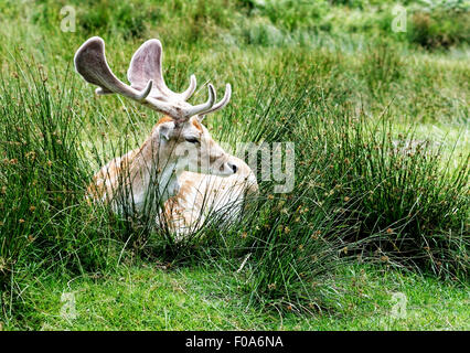 Rehe grasen in Bradgate Park, Leicestershire, England Stockfoto