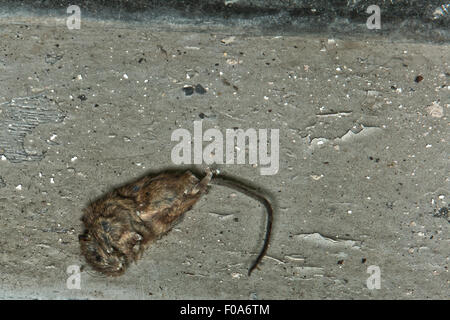 Eine tote Maus in den geschlossenen Hauptpool in Moseley Road Schwimmbäder, Balsall Heath, Birmingham, UK Stockfoto