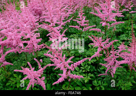 Astilbe X arendsii Weisse Gloria rosa Stockfoto