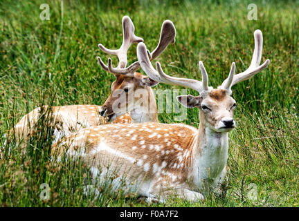 Rehe grasen in Bradgate Park, Leicestershire, England Stockfoto