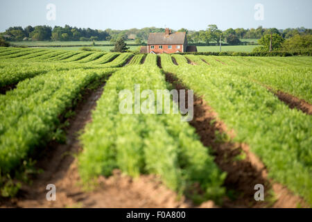 Bauernhof Arbeiter auf dem Land, Capel St Andrew, Suffolk, UK. Stockfoto