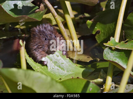 Europäische Wasser-Wühlmaus (Arvicola Amphibius) Essen Seerose Blatt, Wetland Centre, Arundel, West Sussex, England Stockfoto