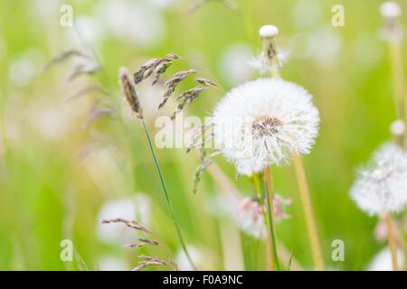 Schöne wilde verwelkte Blume Löwenzahn. Löwenzahnsamen in der Natur. Stockfoto