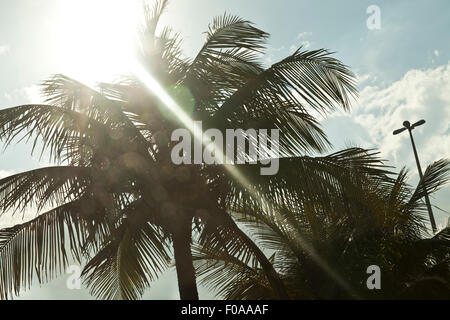 Palmen und Sonnenschein, Rio De Janeiro, Brasilien Stockfoto